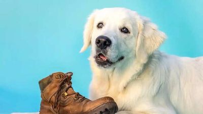 Senior rescue golden retrievers Duke and Leona team up in adorably sneaky antics at their forever home