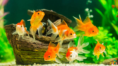 Common Mistakes New Fish Owners Make