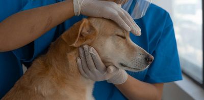 Big bills, ‘fur babies’ and administering a good death: reflecting on ethics in veterinary medicine
