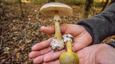 Foragers, be warned, the rains in California hide poison in plain sight