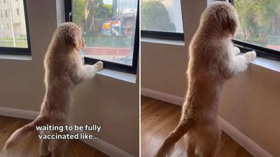 This Golden Retriever puppy is stuck indoors and his reaction is melting hearts; video goes viral