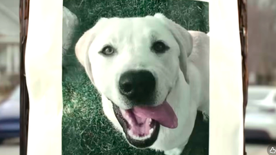 ‘I’m sorry Ring cameras do WHAT?’: ‘Terrifying’ Ring Super Bowl ad shows how they spy on you and your neighbors