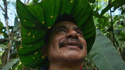 'Nobody gives us any incentive': A family's solitary fight to save endangered plants in the Amazon