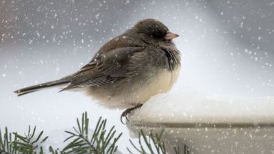 This $28 Heated Bird Bath Is a Winter Lifeline for Birds – Shoppers Are Stunned by How Many Show Up for Fresh Water on Freezing Days