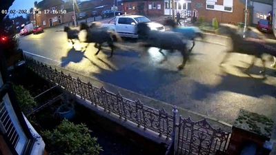“Like the Wild West” Horses Stampede Through Quiet Village Street - Fashion Central UK