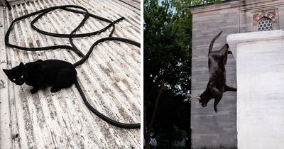 This Photographer Documents Street Cats, And Here Are His 30 Best Shots