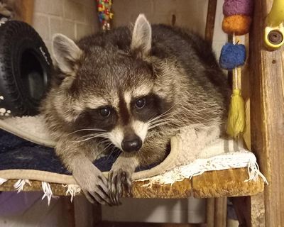 The pet I’ll never forget: Mishka, the surly but beloved raccoon