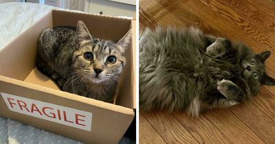 58 Hilarious Pictures Of Cats Being Existential, Sneaky, Or Straight-Up Unhinged