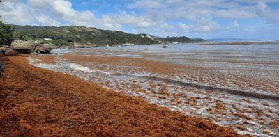 Drastic seaweed growth threatens marine life and fishing – but also offers opportunities