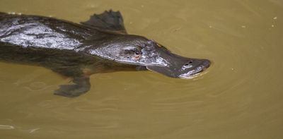 No animal alive today is ‘primitive’ – why are so many still labeled that way?