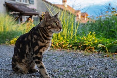 Gardeners Are Planting This “Safe” Shrub — But It’s Deadly for Cats
