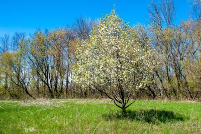 South Carolina Bans This Once‑Beloved Tree—Homeowners Urged to Check Their Yards