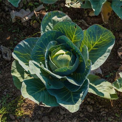 Sow brassicas like kale and cauliflower indoors now for productive, tasty crops – 6 types to start in February
