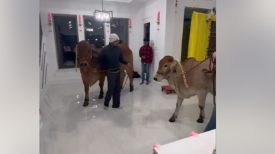 'Zero intention of integrating': Row over Texas family welcoming 'gau mata' home for housewarming; Indians say better than alcohol party