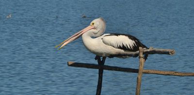 The lower Murray is officially on life support. Will we save it?