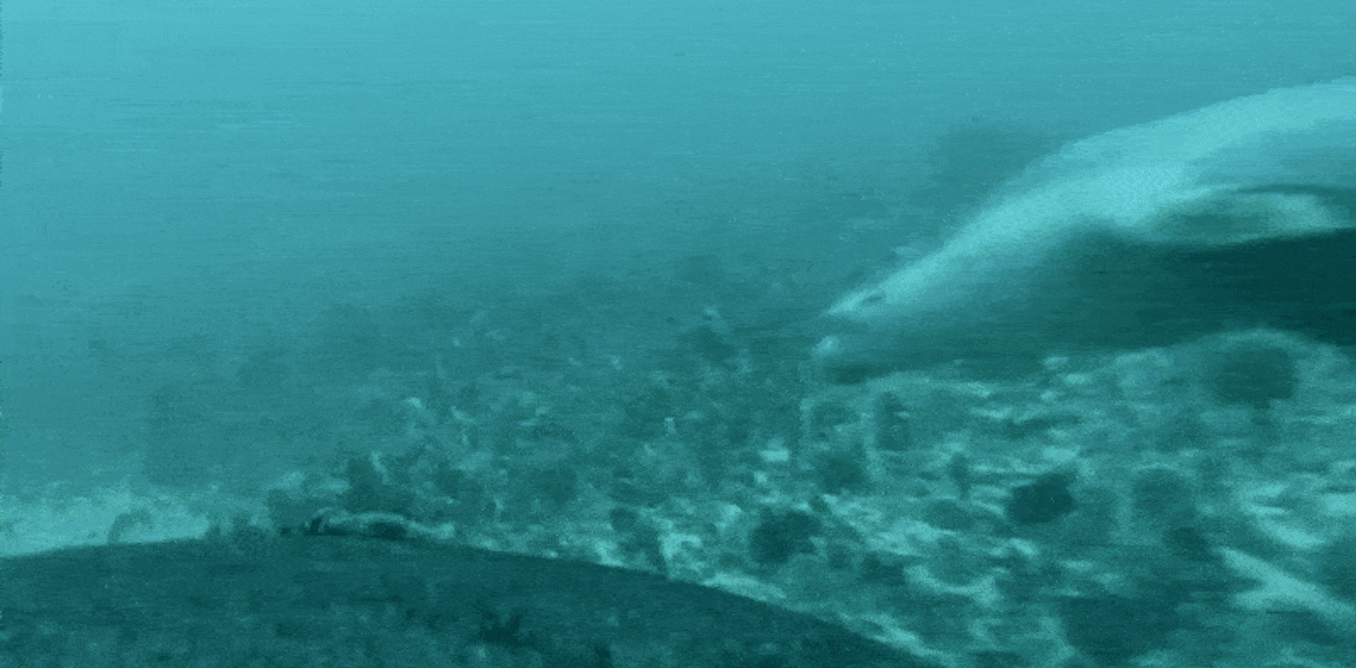 Sea lion camera reveals mother taking pup on educational foraging expedition in the wild