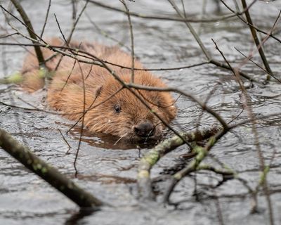 ‘A beaver blind date’: animals given freedom to repopulate Cornish rivers