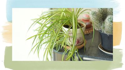 Why is my spider plant turning yellow? Houseplant experts explain what's causing the discolouration