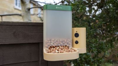 Birdfy Feeder Rookie review: light in weight and price, but not in features