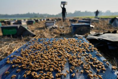 India's migratory beekeepers and their hives follow the flowers to make the honey flow