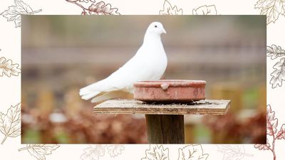 Ecology experts warn against homeowners using flat-top bird tables this winter