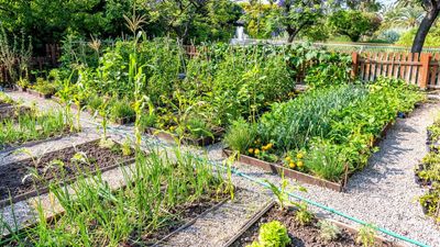 5 Ways Pro Gardeners Prepare Veg Beds for Spring, to Have Super-Healthy Soil, and the Best Harvests
