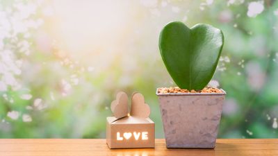 Forget flowers this Valentine’s Day: 5 houseplant alternatives to gift instead
