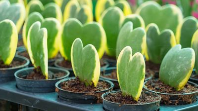 5 heart-shaped houseplants to gift this Valentine’s Day