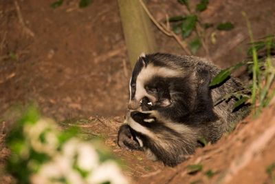 Country diary: Ding ding! Round 2 for the brawling badgers