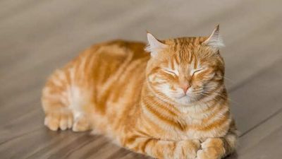 Once a small kitten, baby Corn now steals hearts as a loving foster dad