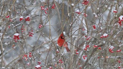 Discover the 9 Features All Bird-Friendly Gardens Have in Common – To Enrich Your Yard with Wildlife