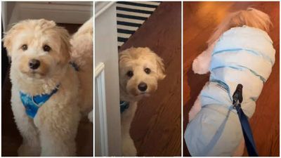 Doodle denies dog mom's request to wear winter jacket, what happens next is too hilarious to miss