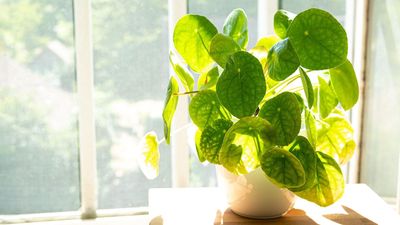 A Chinese Money Plant Can Bring You Wealth and Abundance, Says a Feng Shui Expert – Discover How to Harness This Lucky Houseplant