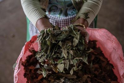 ‘Coca leaf is life itself’: Andean growers’ hopes fade as WHO upholds global curb
