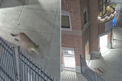 Moment stray mountain lion wanders onto college campus