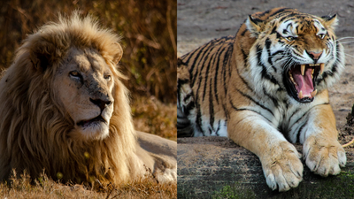 Liger: When The King Of The Jungle Meets The Phantom Of The Forest