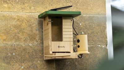 Birdfy Smart Feeder Wood review: a more eco-friendly design and a solar roof