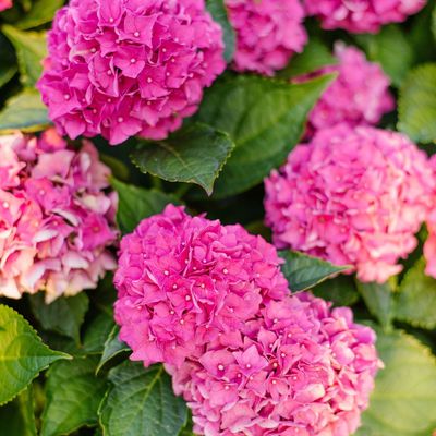 What to do with hydrangeas in February – these key garden jobs will have your plants ablaze with colour come spring and summer