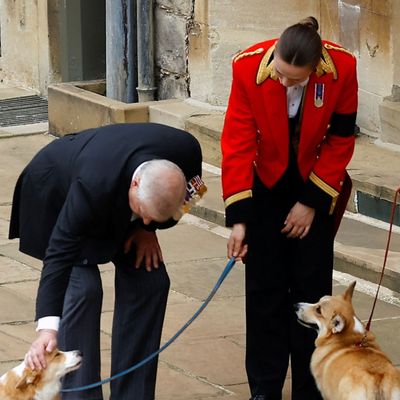 Queen Elizabeth's Corgis Appear to Be Living at Wood Farm With Ex-Prince Andrew: Report