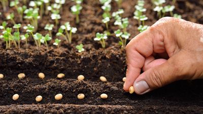 Don’t wait for spring: 7 winter-hardy vegetables you can plant in February