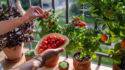 You Can Get Delicious Harvests in a Small Space With Balcony Tomatoes – Here Are 5 Factors to Help Bring Abundant Success