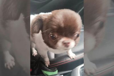 Driver wants '10 more jobs like this' after adorable delivery