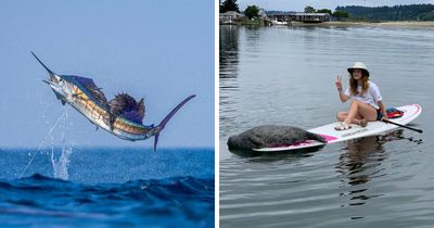 “Fox With A McDonald’s Takeaway?”: Once-In-A-Lifetime Photos Taken At The Exact Perfect Moment