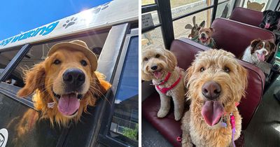 This Doggie School Bus Drives Pups To Daycare, And Here Are 50 Photos From Their Daily Trips