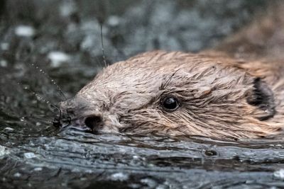 Beavers released into the wild to help ‘bring back nature’