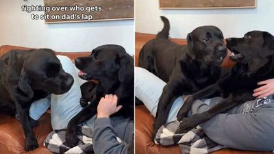 Two Labradors battle for dad’s lap in viral video, internet can’t stop laughing
