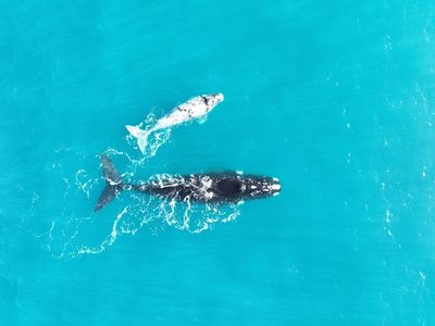 Climate crisis linked to fall in southern right whale birth rates as researchers raise ‘warning signal’