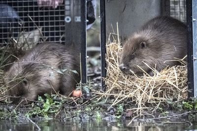Beavers released at two sites in Somerset to help restore river and wetland