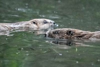 How beavers are building a comeback across England
