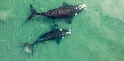 Southern right whales are having babies less often, but why?